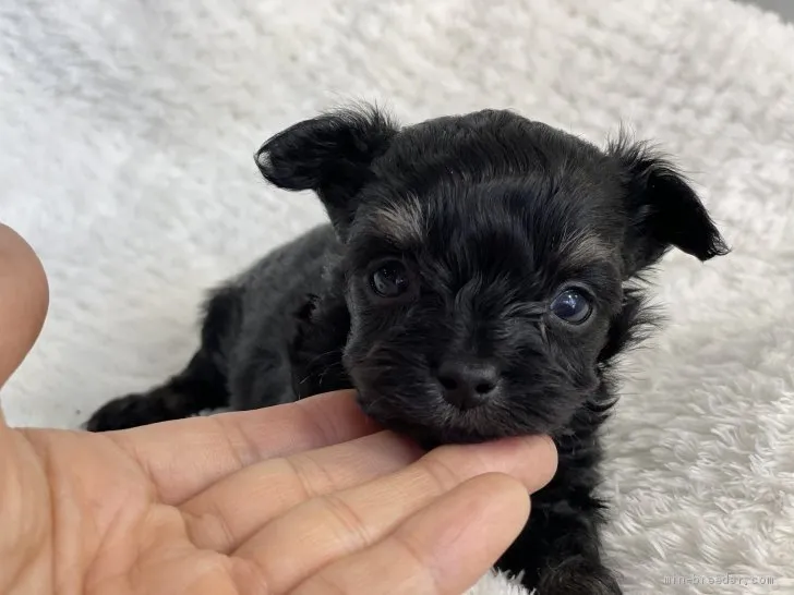 ID：2106-01212の子犬