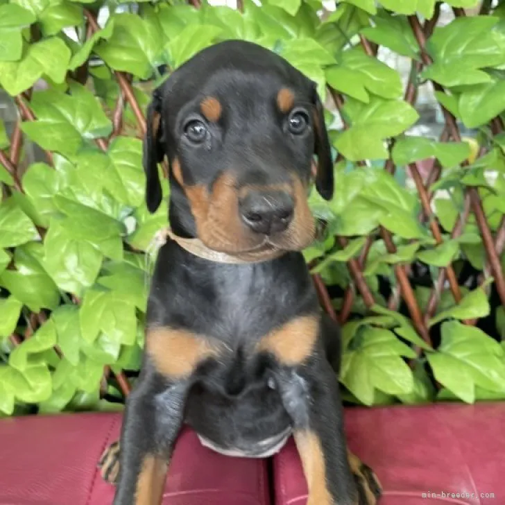ID:2310-06049の子犬