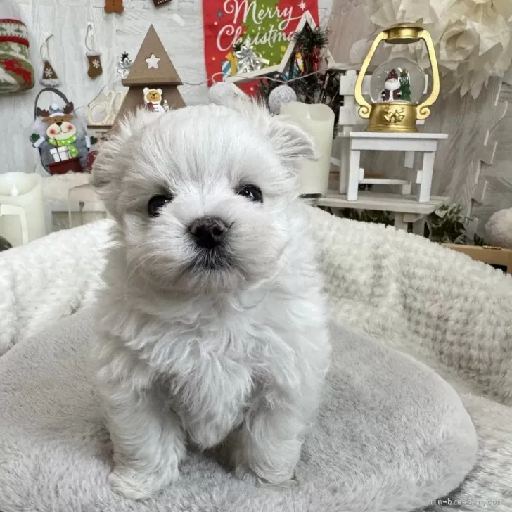 ID:2312-05556の子犬