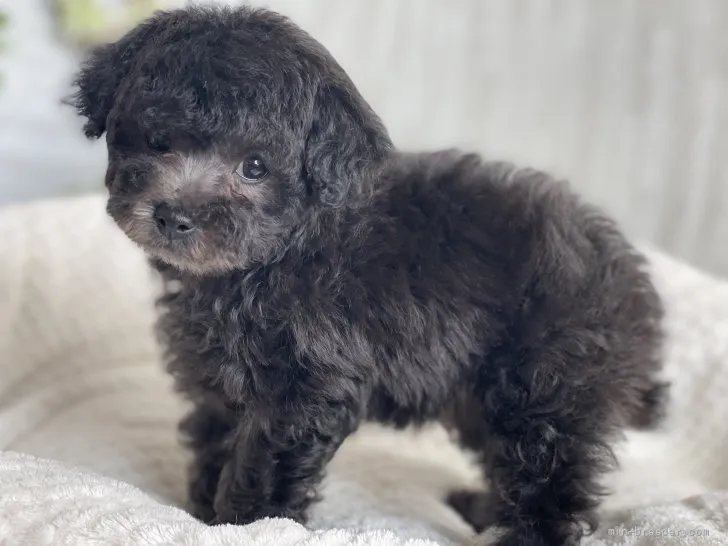 ID:2112-03604の子犬