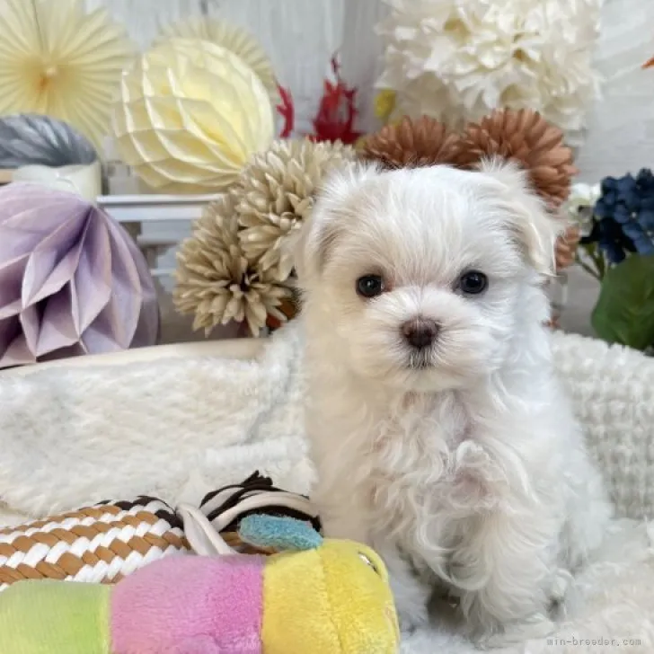ID:2310-01039の子犬