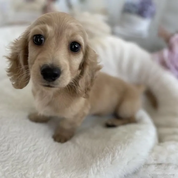 ID：2211-00775の子犬