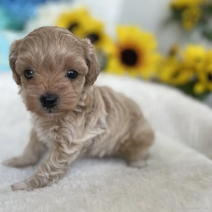 ID:2207-03255の子犬