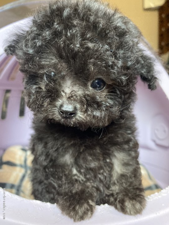 ティーカッププードル 福岡県 男の子 年5月28日 シルバー とっても可愛い 男の子 みんなのブリーダー 子犬id 07 ティーカッププードル 福岡県 男の子 年5月28日 シルバー とっても可愛い 男の子 みんなのブリーダー 子犬id 07