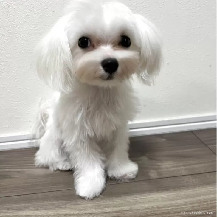 マルチーズ【兵庫県・男の子・2025年5月30日・ホワイト】の写真1「小さなイケメン君💙」