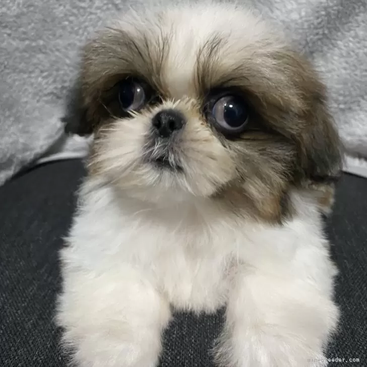 ID：2501-07283の子犬