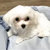 マルチーズ