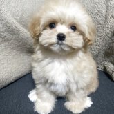 マルプー(トイプードル×マルチーズ)