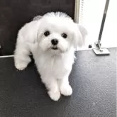 マルチーズ