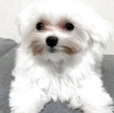 マルチーズ