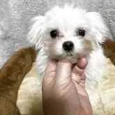 マルチーズ