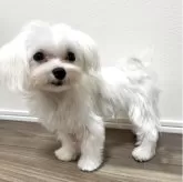 マルチーズ【兵庫県・男の子・2025年5月30日・ホワイト】の写真3
