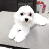 マルチーズ【兵庫県・男の子・2025年5月30日・ホワイト】の写真5