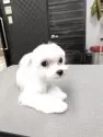 マルチーズ【兵庫県・男の子・2025年5月30日・ホワイト】の写真6