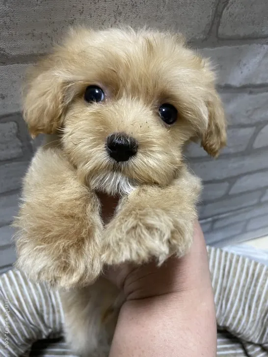 ID:2010-00263の子犬
