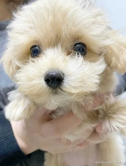 なつき 様のお迎えした子犬