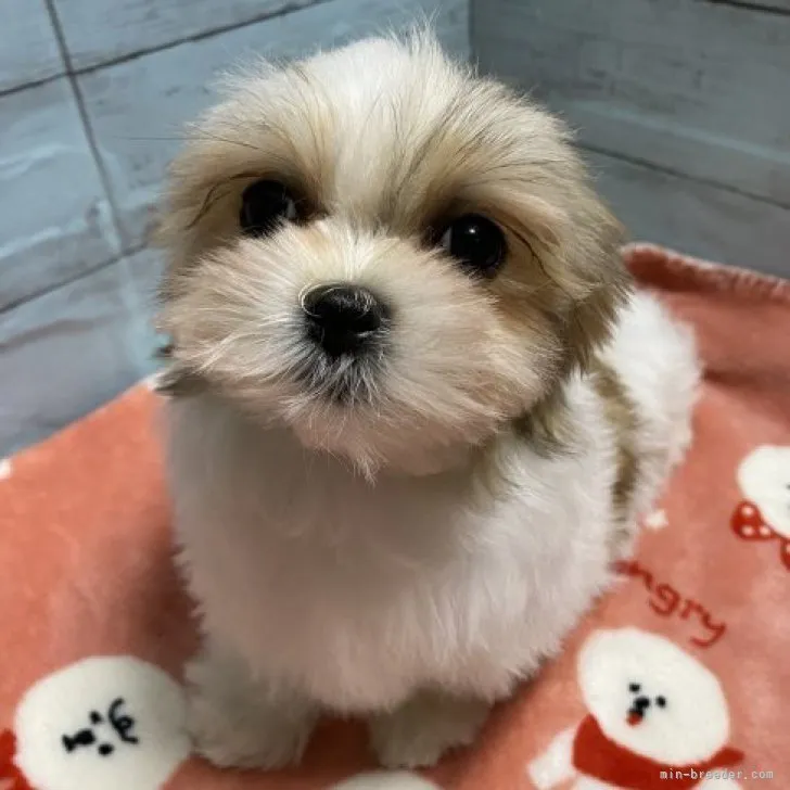 ゆーみんしゃん 様のお迎えした子犬