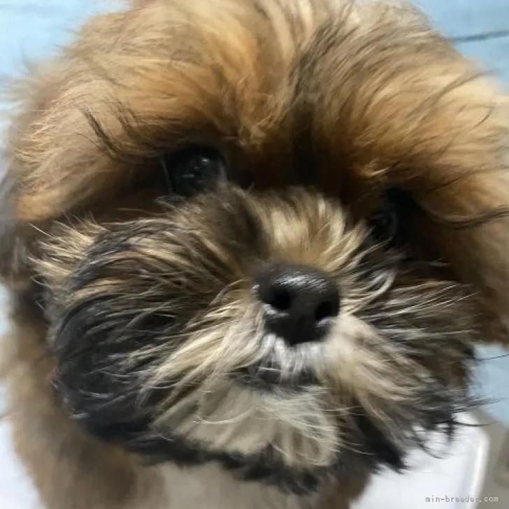 ID：2209-04667の子犬