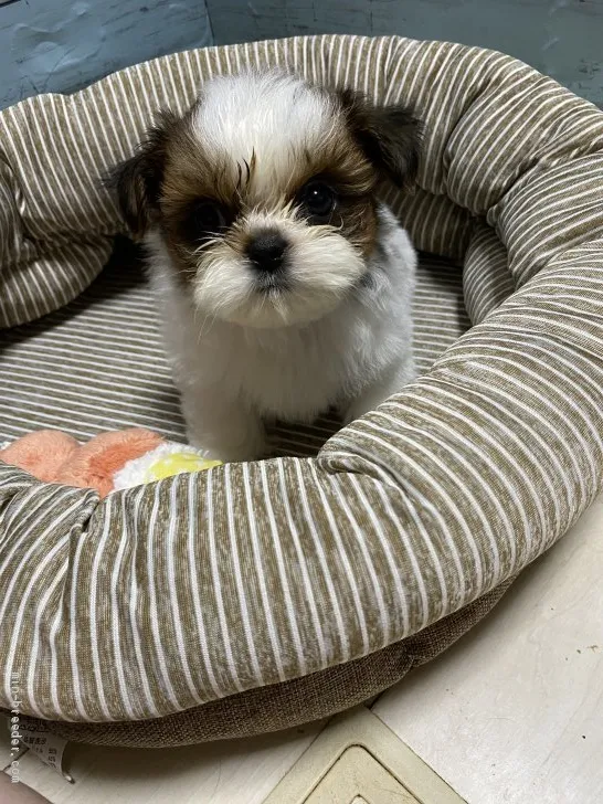 ID:2106-01834の子犬