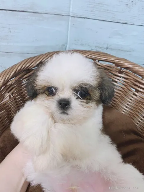 ヨシコ 様のお迎えした子犬