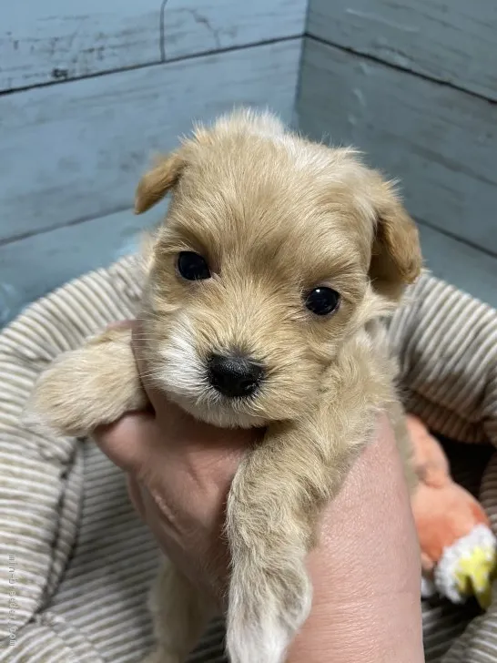 ID:2104-01135の子犬