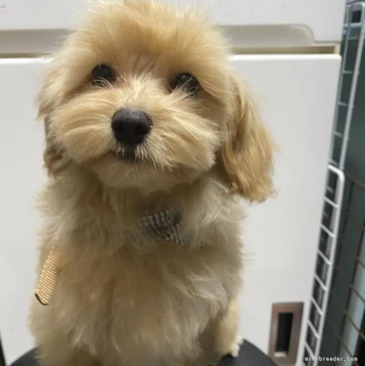 S.Y 様のお迎えした子犬