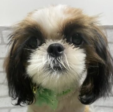 シーズー【兵庫県・男の子・2023年2月22日・ホワイト&ゴールド】の写真「短足イケメンシーズー君🐶」