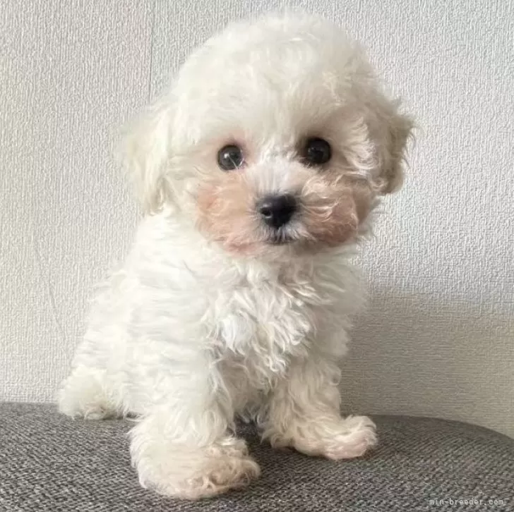 ビションフリーゼ【東京都・男の子・2025年8月15日・ホワイト】の写真1