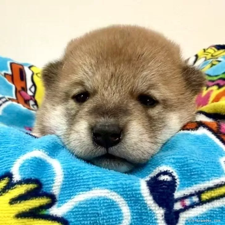 柴犬(標準サイズ)【東京都・男の子・2025年10月3日・赤】の写真1