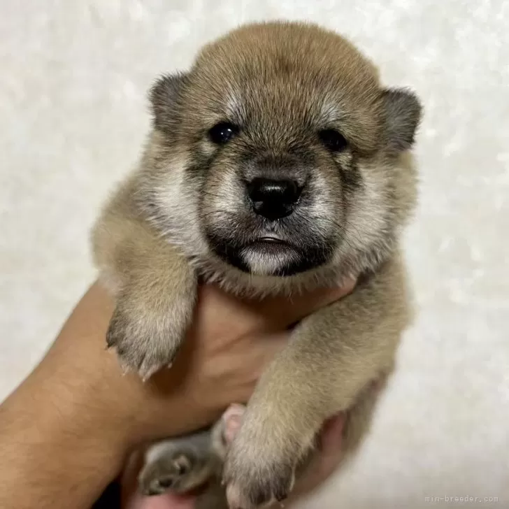 ID：2508-02763の子犬