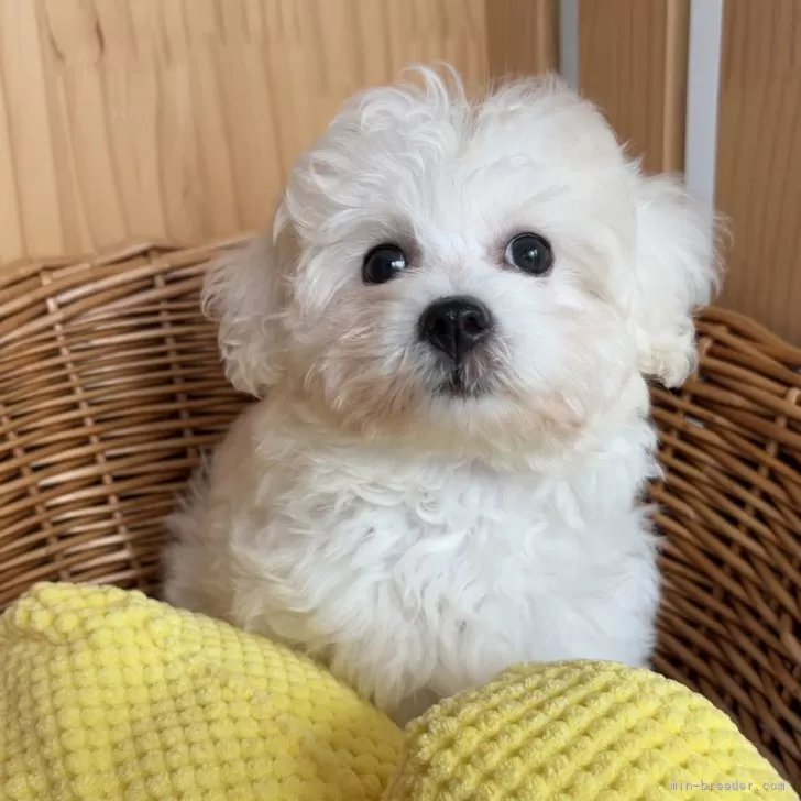 ID：2508-05233の子犬
