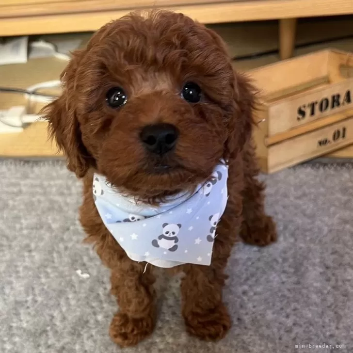 ID:2412-03724の子犬