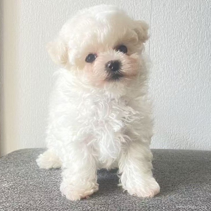 ブリーダー画像