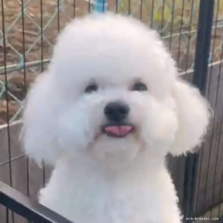 ID：2412-01819の子犬
