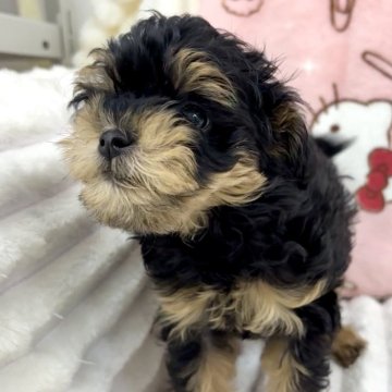 チワプー(チワワ×トイプードル)【東京都・女の子・2025年9月15日・ブラック&タン】の写真「💖元気いっぱいの子です」