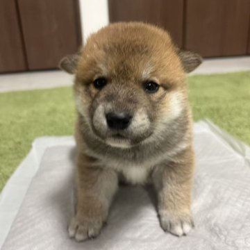 柴犬(標準サイズ)【東京都・男の子・2025年4月30日・赤】の写真「💖小さくて、まん丸、可愛い」