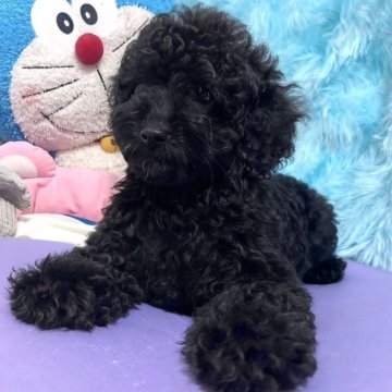 トイプードル(トイ)【東京都・男の子・2025年6月23日・ブラック】の写真「💖元気いっぱいの子です」