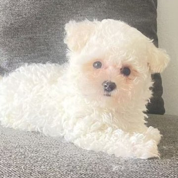 ビションフリーゼ【東京都・女の子・2025年8月15日・ホワイト】の写真「💖小体型ビションちゃん、小さくて可愛い」