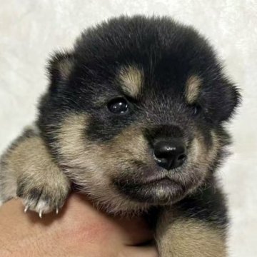 柴犬(標準サイズ)【東京都・男の子・2025年7月11日・黒】の写真「💖小さくて、まん丸、可愛い」