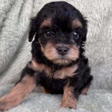 チワプー(チワワ×トイプードル)【東京都・女の子・2025年9月15日・ブラック&タン】の写真「💖元気いっぱいの子です」