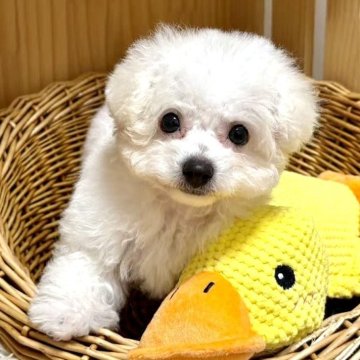 ビションフリーゼ【東京都・女の子・2025年8月15日・ホワイト】の写真「💖小体型ビションちゃん、小さくて可愛い」