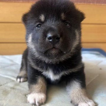 柴犬(標準サイズ)【東京都・男の子・2025年7月27日・黒】の写真「💖小さくて、まん丸、可愛い」