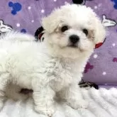 ビションフリーゼ