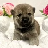 柴犬(標準サイズ)