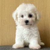 ビションフリーゼ
