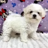 ビションフリーゼ