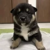 柴犬(標準サイズ)