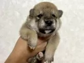 柴犬(標準サイズ)【東京都・男の子・2025年7月11日・赤】の写真4