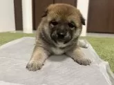柴犬(標準サイズ)【東京都・女の子・2025年4月30日・赤】の写真5