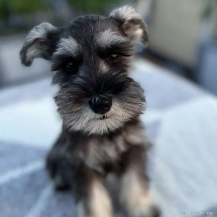 ID:2306-03729の子犬